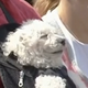 Illustration for article titled I Wish I Was This Dog In A Baby Carrier At The Phillies Game